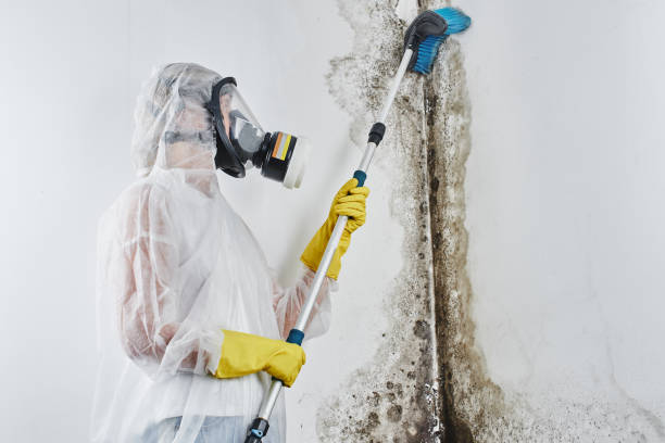 Best Mold Damage Repair  in Niagara, WI
