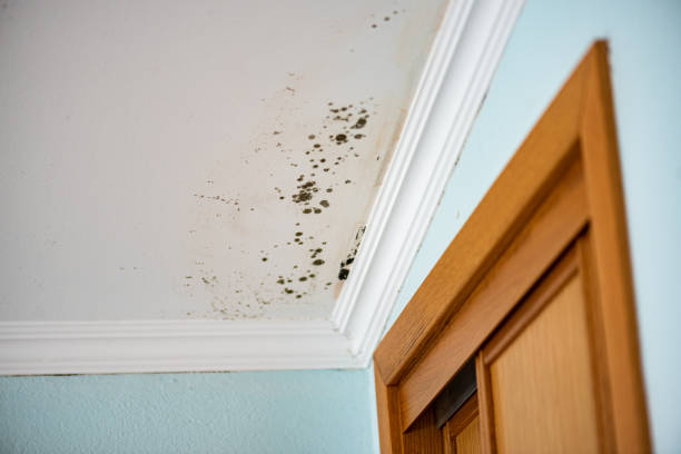 Best Toxic Mold Removal  in Niagara, WI