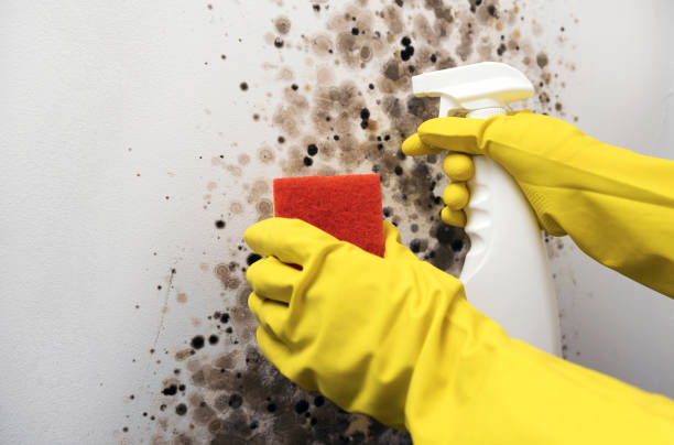 Best Crawl Space Mold Removal  in Niagara, WI