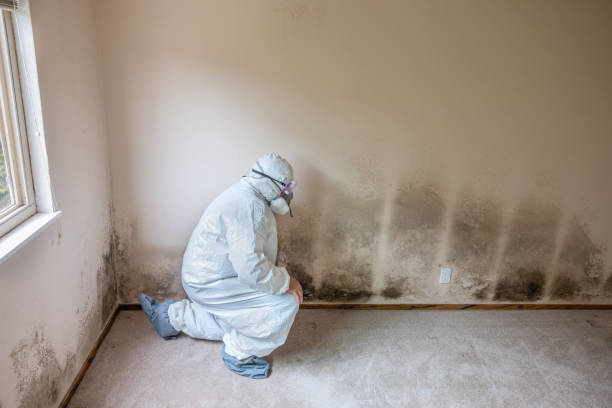 Best Mold Removal Specialists  in Niagara, WI