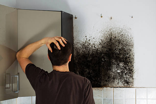 Best Fast Mold Removal  in Niagara, WI