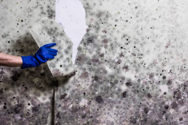 Best Professional Mold Removal  in Niagara, WI