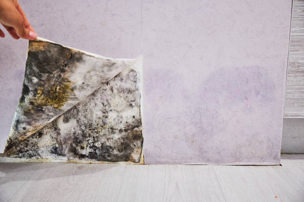 Best Local Mold Removal Service  in Niagara, WI